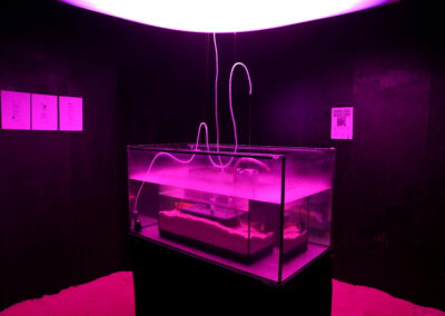 How much is the Fish?